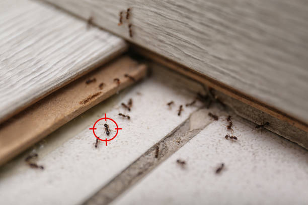 Best Pest Control Near Me in Magna, UT