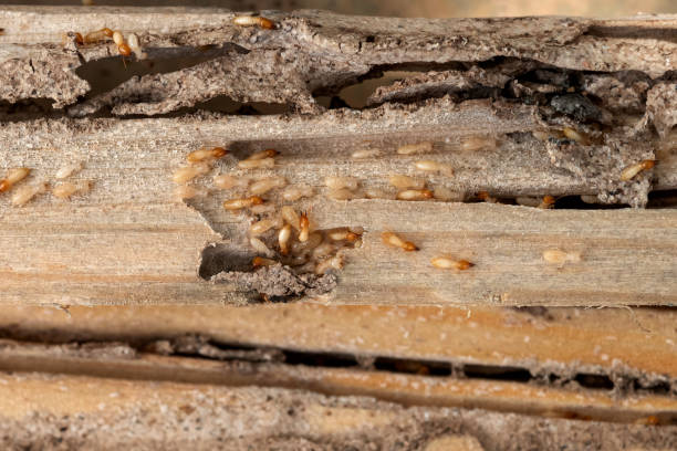 Best Exterminator Services  in Magna, UT